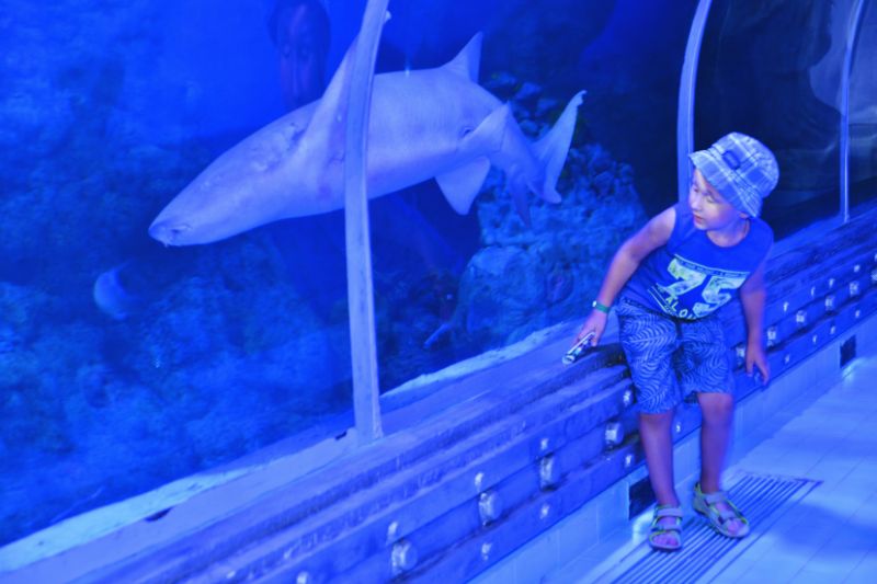 Aquarium Exhibit
