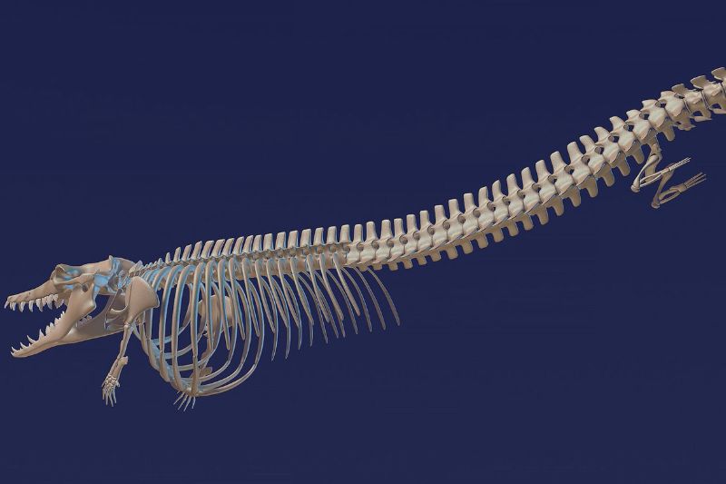 Fossil Gallery