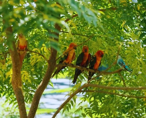 Birds