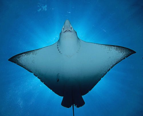 Stingrays