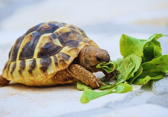 Animal Feeding