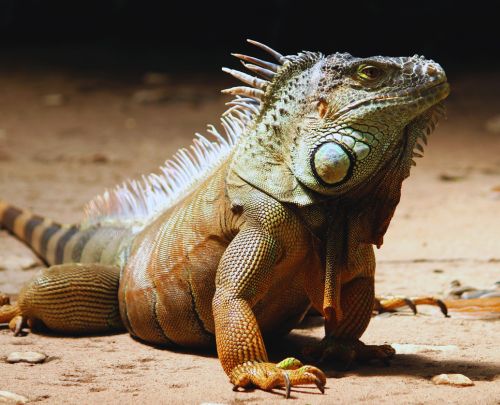 Reptiles