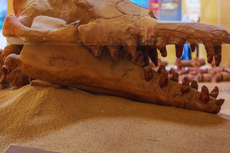 Whale Fossils